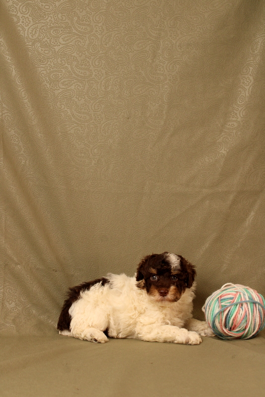 puppy, for, sale, Toy Poodle, Matthew B. Stoltzfus, dog, breeder, Gap, PA, dog-breeder, puppy-for-sale, forsale, nearby, find, puppyfind, locator, puppylocator, aca